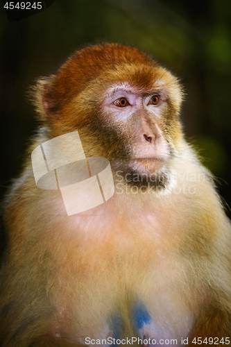 Image of Barbary Macaque (Macaca Sylvanus)