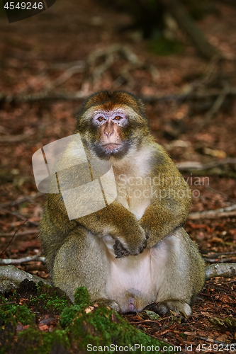 Image of Barbary Macaque (Macaca Sylvanus)