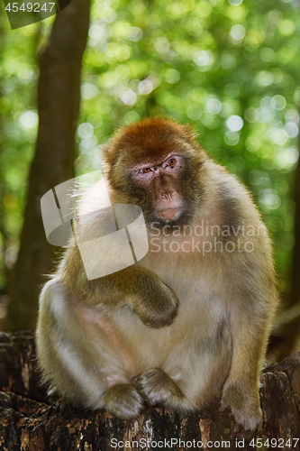 Image of Barbary Macaque (Macaca Sylvanus)