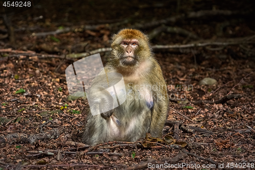 Image of Barbary Macaque (Macaca Sylvanus)