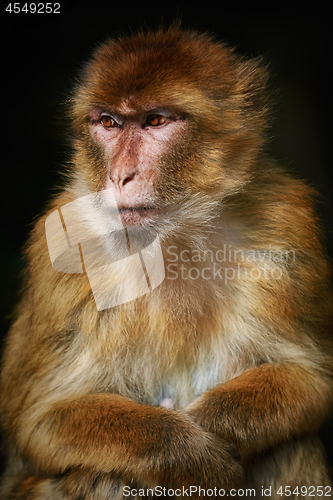 Image of Barbary Macaque (Macaca Sylvanus)