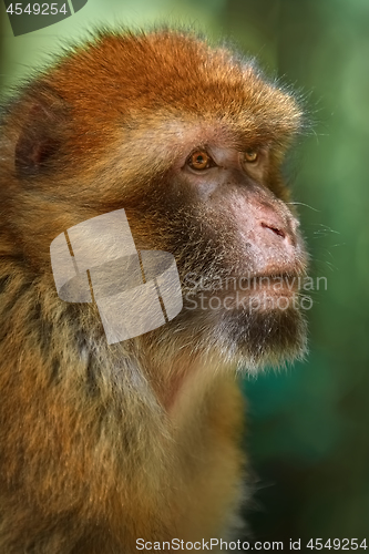 Image of Barbary Macaque (Macaca Sylvanus)