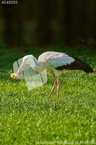 Image of Stork Eats a Chick