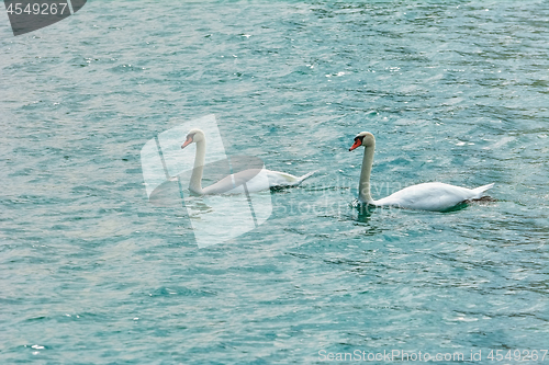 Image of Pair of Swans