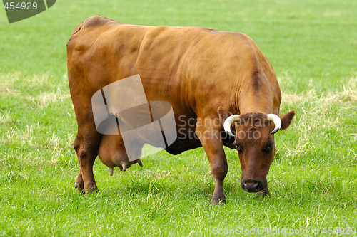 Image of Cow on green grass