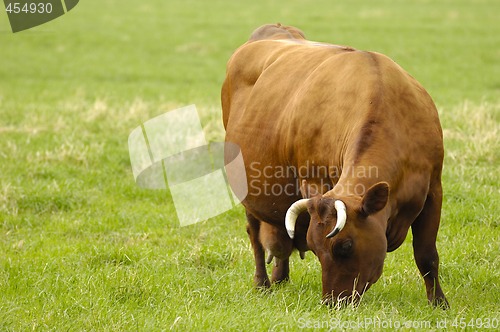 Image of Cow eating grass