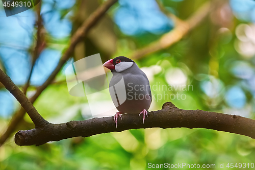 Image of Java Sparrow (Lonchura Oryzivora)