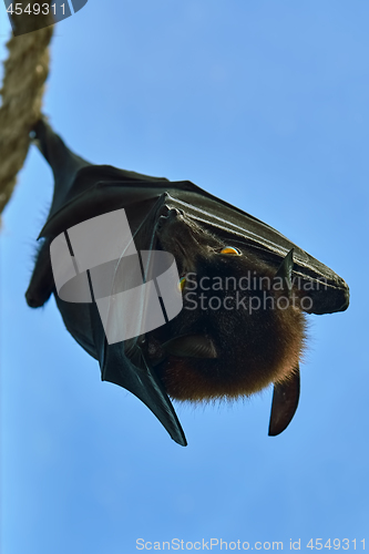 Image of Large Flying Fox