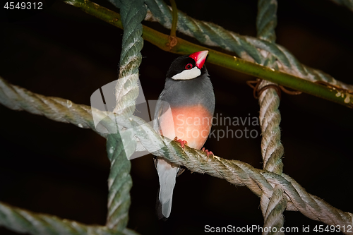 Image of Java Sparrow (Lonchura Oryzivora)