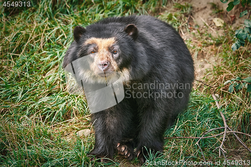 Image of Asian Black Bear