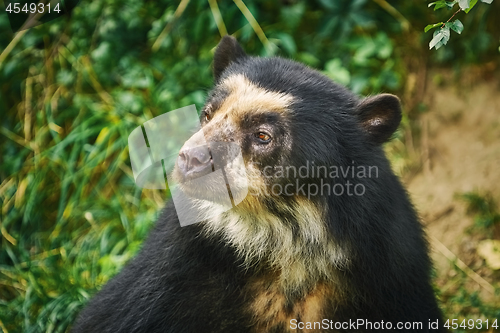 Image of Asian Black Bear