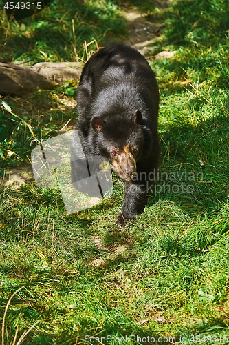 Image of Asian Black Bear