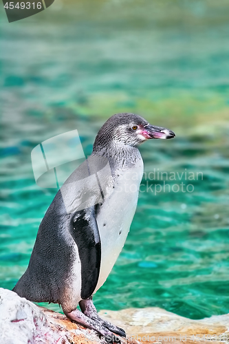 Image of Magellanic Penguin (Spheniscus Magellanicus)