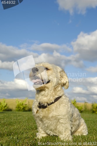 Image of Bichon dog