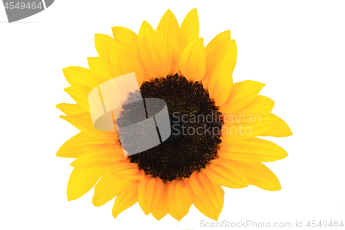 Image of Sunflowers Single Bloom 