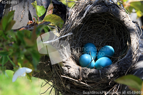 Image of Robin bird nest over the cherry tree horizontal orientation 