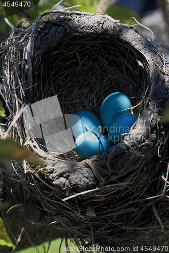Image of Close-up view of Robin bird nest over the tree vertical orientation 