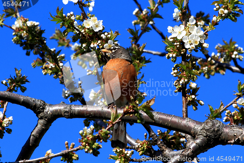 Image of Robin bird and blooming Cherry Tree. 