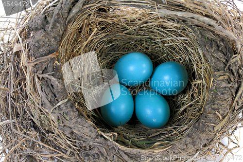 Image of Close-up view of Robin Bird Nest 
