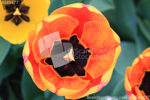 Image of Tulips in Blooming. Closeup wiev of motley tulip flower. 