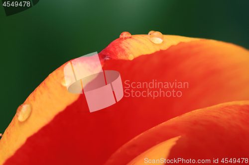 Image of Macro Photo of Tulips petals with water drops. 