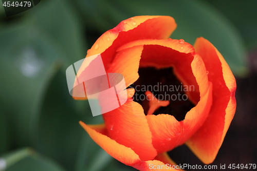 Image of Macro Photo from top of Tulips Flower with water drops. 