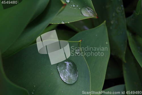 Image of Closeup View from top of Tulip Leaves with water drops.   