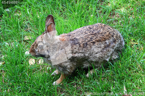 Image of Wild Rabbit. 