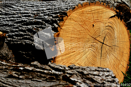 Image of Tree Log. 