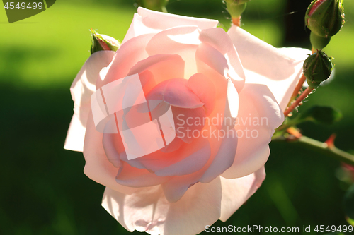 Image of Closeup view of Rose Flower and Buds in Back Light. 