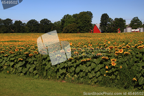 Image of Sunflowers Farm. 