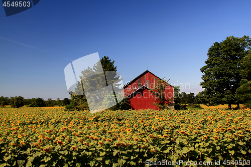 Image of Sunflowers Farm. 