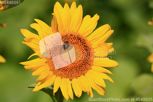 Image of Sunflower with bee on top. 