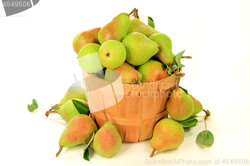 Image of Pears in Bushel 