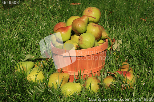 Image of Harvested Pears. 