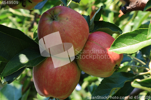 Image of Apples 