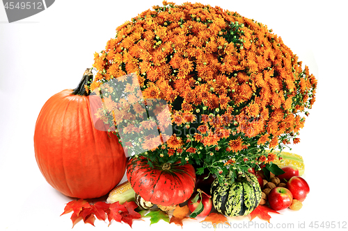 Image of Decoration for Thanksgiving Day  