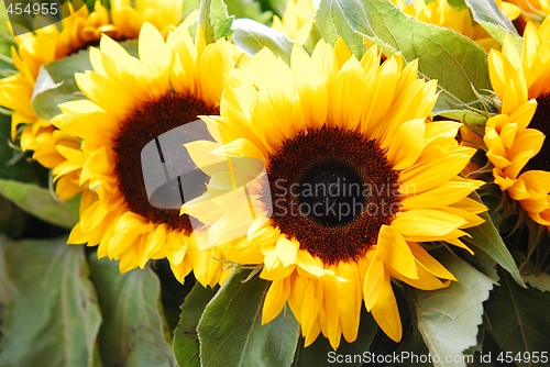 Image of Sunflowers for sale