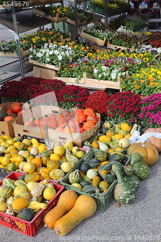 Image of Squash Pumkins Gourds