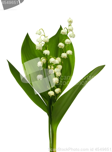 Image of Lily of the valley