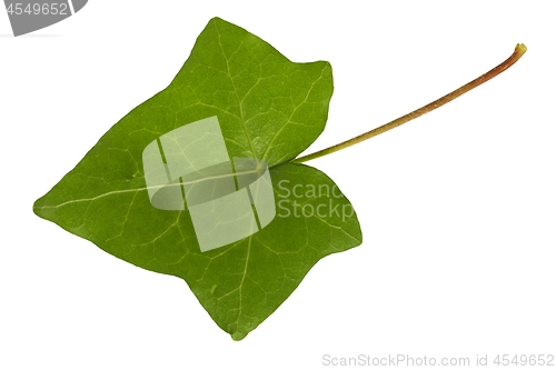 Image of Ivy leaf on white