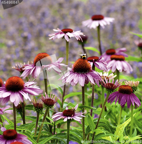 Image of Pink Coneflower Echinacea