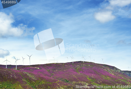 Image of Wind Turbines on Lavender Hills