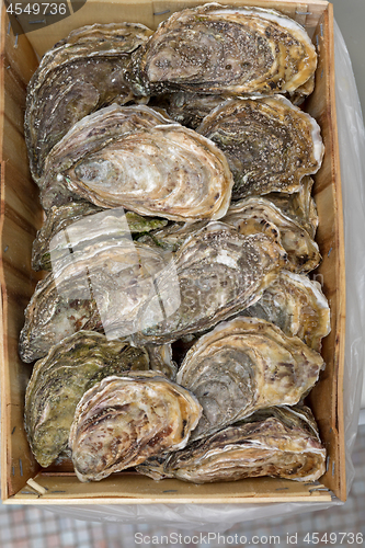 Image of Rock Oysters Crate