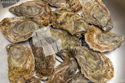 Image of Closed Oysters