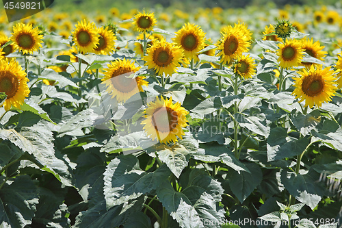 Image of Sunflowers