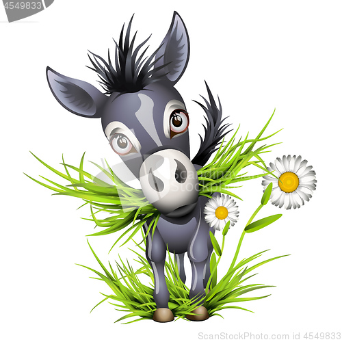 Image of Little shaggy grey donkey