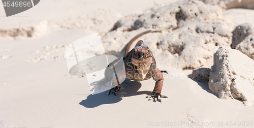 Image of exuma island iguana in the bahamas