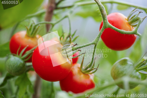 Image of Red tomatoes on grape in the gardfen