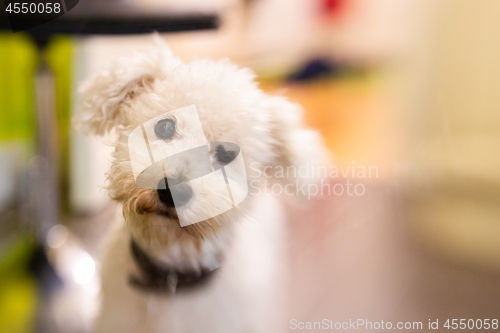 Image of Close up of expressive white bichon frise 